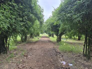 Un étroit chemin de terre s'étire vers l'avant, bordé de part et d'autre par des bambous verts et luxuriants. La scène est paisible, naturelle et invite à la tranquillité sous un ciel nuageux.