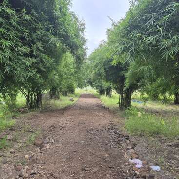 A narrow dirt path stretches forward, bordered by lush, green bamboo trees on both sides. The scene is peaceful, natural, and invitingly tranquil under a cloudy sky.