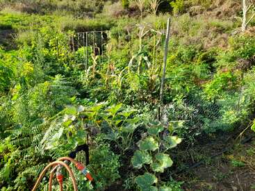 Ein üppiger, blühender Gemüsegarten, umgeben von grünen Hügeln. Innerhalb eines Maschendrahtzauns wachsen verschiedene Pflanzen, Gewächse und Reben. Davor liegt ein Gartenschlauch.