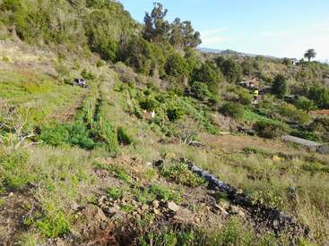 Dieses Bild zeigt einen grünen, terrassierten Hang mit verschiedenen Pflanzen und Bäumen. Es gibt ein kleines Fahrzeug, Wege, Holzzäune und entfernte Häuser inmitten üppiger Vegetation.
