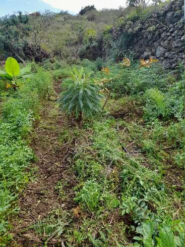 Dieses Bild zeigt einen üppig bewachsenen Berghang mit verschiedenen grünen Pflanzen und Farnen. Eine Steinmauer begrenzt die rechte Seite und die Vegetation bedeckt den Boden.