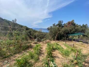 Un petit potager à flanc de colline surplombe la mer. Les plantes vertes, les treillis, les arbres et le ciel bleu créent un paysage rural paisible et naturel.