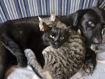 Un chien noir, un chat noir et un chat tigré se blottissent les uns contre les autres sur un canapé rayé. Les trois animaux semblent confortablement installés, détendus et affectueux.