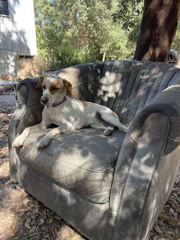 Un perro relajado descansa en un sillón gris desgastado al aire libre. La luz del sol se filtra a través de las hojas de los árboles, proyectando sombras moteadas. Hojas y vegetación rodean la tranquila escena.