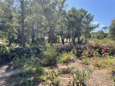 La luz del sol se filtra a través de densos árboles en un claro del bosque. Plantas y flores silvestres crecen entre parches de tierra. Una valla de madera separa la zona.