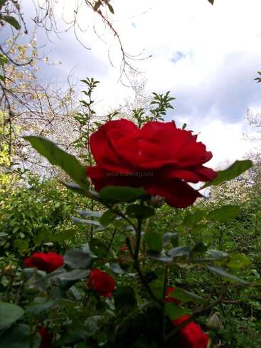 Eine leuchtend rote Rose blüht in einem üppigen grünen Garten, umgeben von anderen Rosen. Der Himmel über ihr ist teilweise bewölkt, was der Szene einen dramatischen Kontrast verleiht.