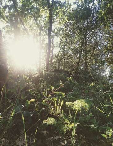 Das Bild zeigt eine ruhige Waldszene mit üppigem Grün und Bäumen, die in Sonnenlicht getaucht sind und eine friedliche und idyllische Atmosphäre schaffen.