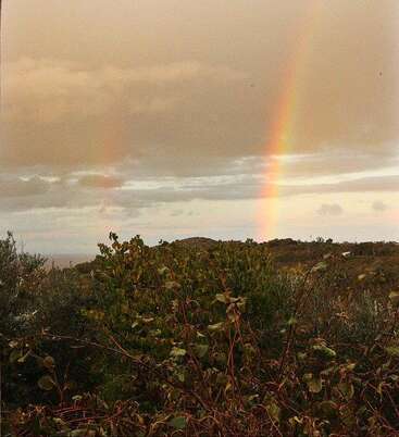 Das Bild zeigt einen leuchtenden regenbogenfarbenen Regenbogen, wahrscheinlich einen doppelten Regenbogen, vor einem grauen Himmel, mit einer Wiese und Bäumen im Hintergrund. Die Szene ist heiter und friedlich.