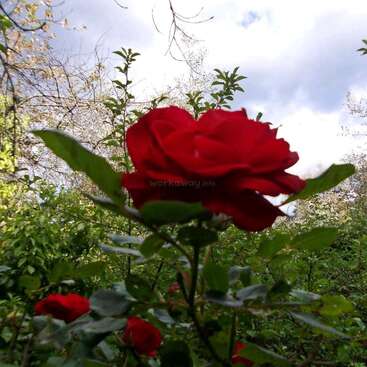 A vibrant red rose blooms prominently in a lush green garden, surrounded by other roses. The sky above is partly cloudy, adding dramatic contrast to the scene.