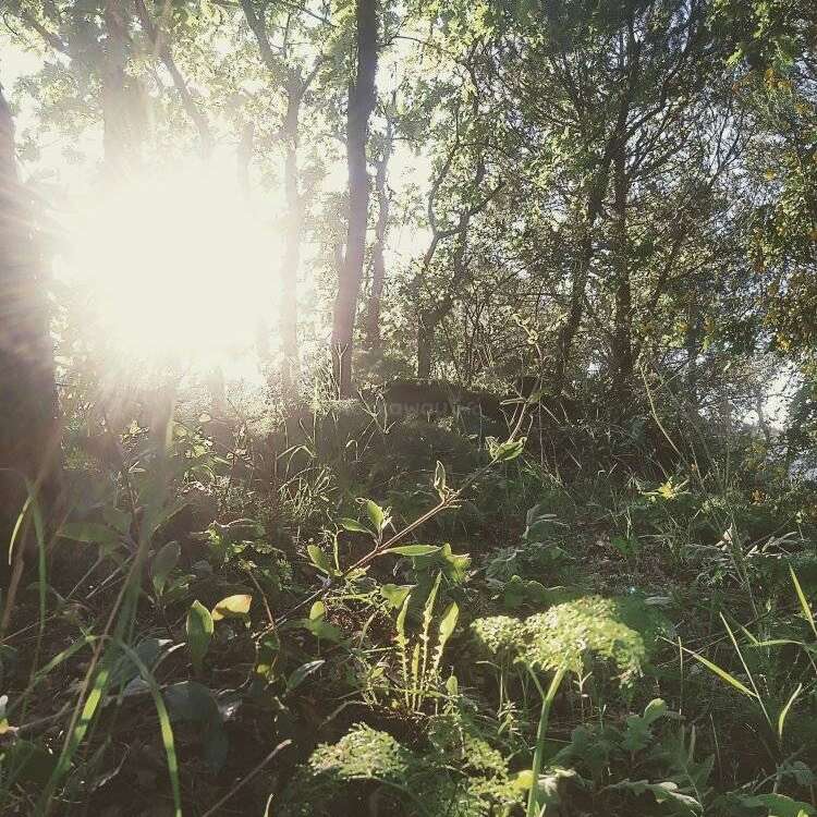 A imagem retrata uma cena serena de floresta com vegetação exuberante e árvores, banhadas pela luz do sol, criando uma atmosfera pacífica e idílica.