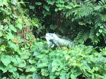 Uma grande iguana verde está camuflada entre a folhagem verdejante e densa. As folhas e plantas ao redor criam um ambiente de selva vibrante e natural, com vegetação abundante.