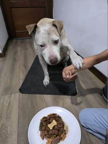Ein heller Hund sitzt auf einer Matte und streckt seine Pfote nach der Hand eines Menschen aus. Vor dem Hund steht ein Teller mit Gourmet-Hundefutter.