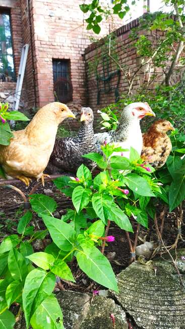 Four colorful chickens stand closely together among green plants with small purple flowers, in front of a rustic brick building with windows and climbing vines.