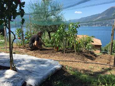 La imagen muestra a un hombre cuidando de un jardín, con un lago sereno y las montañas como pintoresco telón de fondo. La escena transmite tranquilidad y conexión con la naturaleza.