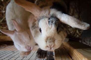 Two adorable rabbits are snuggled together inside a wooden hutch. One is mostly white with closed eyes, while the other has mottled fur and curious, upright ears.