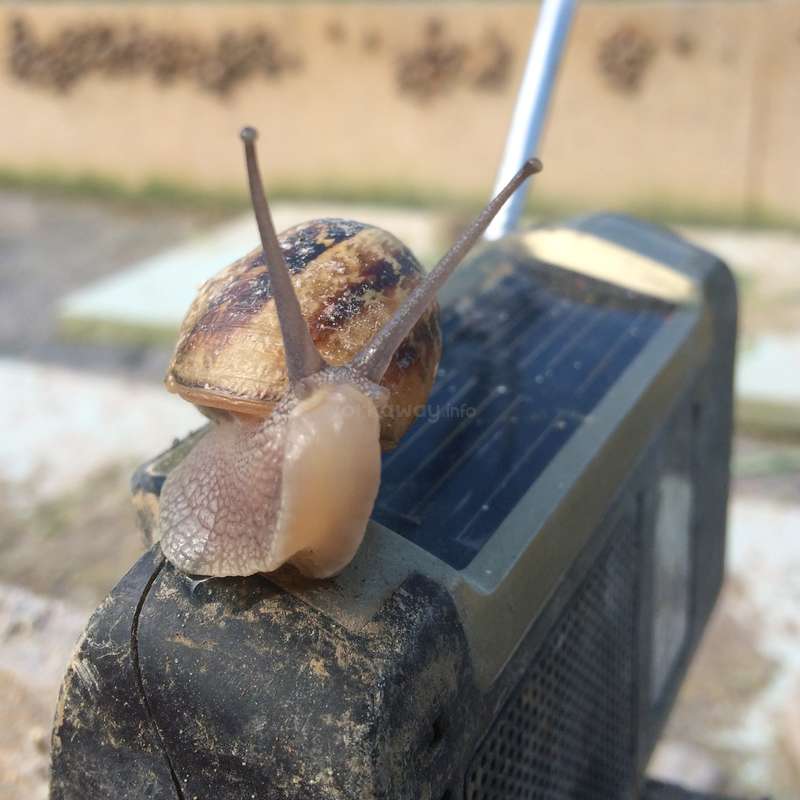 Learn about heliculture (snail farming) helping us in Kildare, Ireland