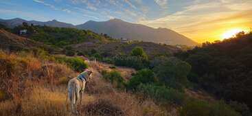 Al atardecer, un perro mira hacia las montañas desde una ladera cubierta de hierba. El cielo se tiñe de tonos dorados, proyectando una cálida luz sobre el paisaje.