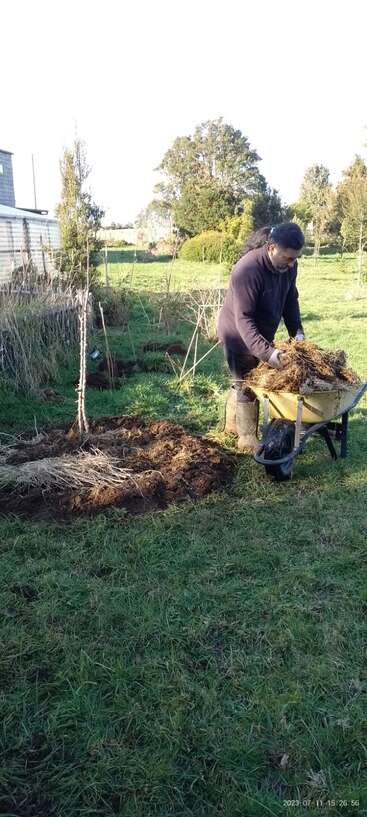A person in boots works in a garden, spreading mulch from a wheelbarrow around young trees. The area is grassy with shrubs and trees in the background.