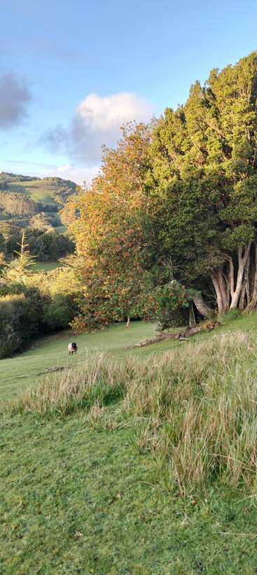 A peaceful countryside scene with a single sheep grazing on green grass, large trees, rolling hills, and clear blue sky illuminated by warm sunshine.