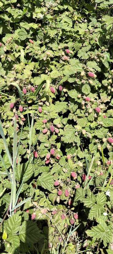 This image shows a dense patch of wild raspberry bushes with green leaves and clusters of ripening pink-red berries under bright sunlight. Lush, natural growth.
