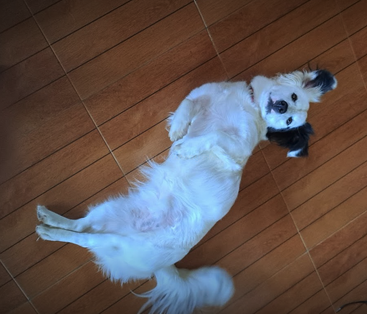 A fluffy white dog with black ears lies on its back on a wooden floor, looking up playfully. Its tail is wagging, indicating happiness and comfort.