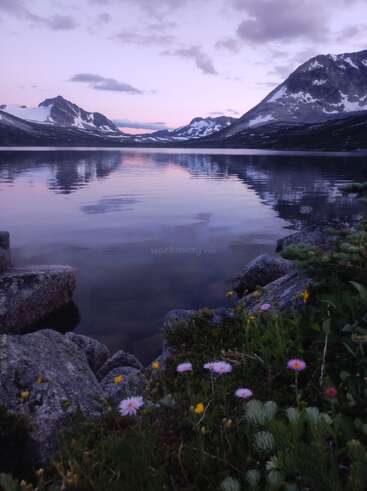 Majestätische schneebedeckte Berge umgeben einen ruhigen See in der Abenddämmerung. Wildblumen und Felsen umrahmen den Vordergrund und spiegeln den ruhigen, pastellfarbenen Himmel und die fernen Gipfel wider. Friedliche Wildnis.