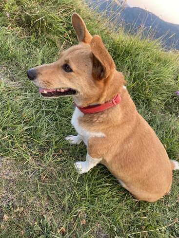 Ein braun-weißer Hund mit rotem Halsband sitzt aufmerksam auf grünem Gras und blickt auf eine malerische Berglandschaft mit Wildblumen und fernen blauen Hügeln.