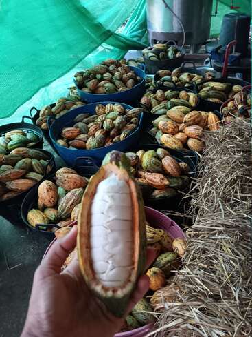 A hand holds an opened cacao pod revealing white beans inside. Behind are many baskets full of whole cacao pods, under a green fabric canopy.