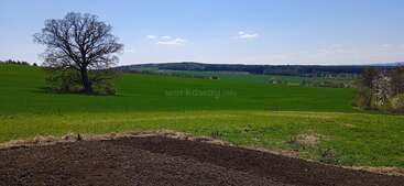 A peaceful rural landscape featuring a large, leafless tree, expansive green fields, freshly tilled soil in the foreground, rolling hills, and a clear blue sky.