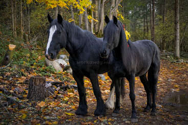 Two black horses stand close together on a forest path covered in autumn leaves, surrounded by trees with yellow foliage, exuding calmness and companionship.