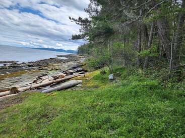A rocky shoreline meets the ocean under a cloudy sky. Driftwood lies scattered beside green grass and trees, creating a peaceful, natural coastal landscape scene.