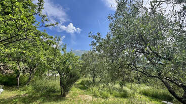 This serene image shows a lush, green orchard with various trees under a bright blue sky. Wispy clouds float above, and sunlight illuminates the vibrant, peaceful scene.
