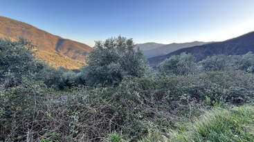 This image shows a scenic mountain landscape with green shrubs, olive trees, and rolling hills. The sky is clear, and the sunlight bathes the slopes.