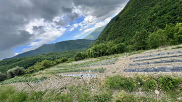 A tilted view of a rural farmland with rows of crops, surrounded by lush green forests and mountains under a dramatic, partly cloudy sky. Peaceful landscape.
