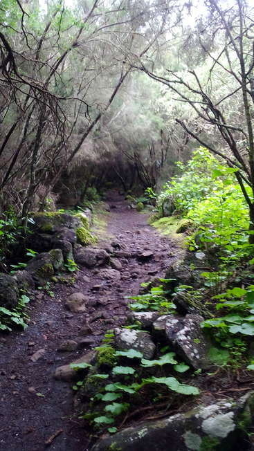 L'image représente un sentier forestier serein, bordé de verdure luxuriante et de rochers recouverts de mousse, avec une pente douce et un sentier étroit et sinueux qui s'éloigne.