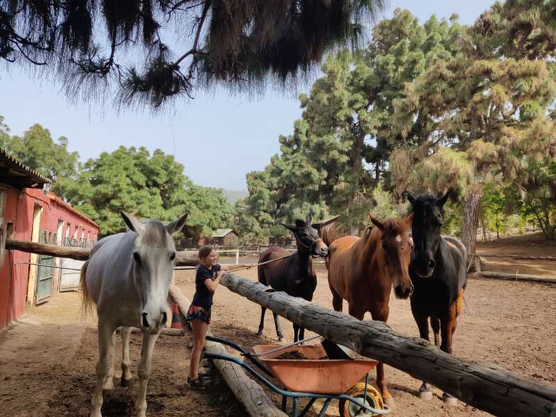 A child stands near four horses in a paddock surrounded by trees. A red stable is visible. The scene feels peaceful with horses calmly gathered.