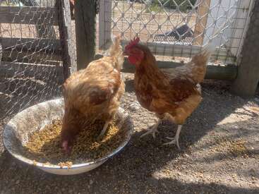 Two brown chickens are inside a wire enclosure. One is eating from a large metal bowl filled with feed while the other stands nearby, looking around.