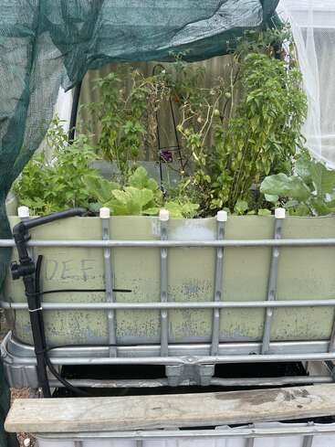 Um sistema caseiro de aquaponia ou hidroponia com plantas como tomates, manjericão e alface crescendo dentro de um recipiente reaproveitado, parcialmente coberto com tela de sombreamento verde.