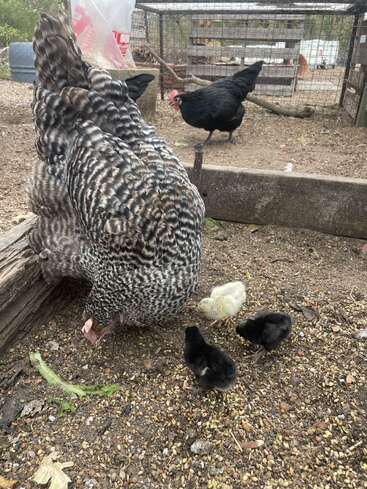 Uma galinha malhada está bicando o chão com três pintinhos por perto. Ao fundo, uma galinha preta anda perto de um cercado. Cenário de fazenda.