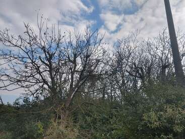 Des arbres dénudés et sans feuilles se dressent contre un ciel partiellement nuageux, entourés d'arbustes et de feuillages verts. L'atmosphère est calme, légèrement mélancolique et naturellement tranquille.