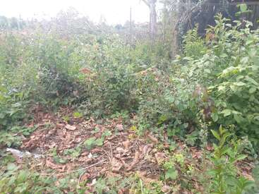Cette image montre une zone de végétation envahie par la végétation, avec des plantes et des buissons verts, des feuilles sèches tombées au sol et un ciel légèrement nuageux en arrière-plan.