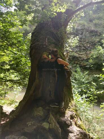 Une personne se tient à l'intérieur du tronc creux d'un grand et vieil arbre entouré d'une verdure luxuriante, profitant de la nature. La lumière du soleil filtre doucement à travers les feuilles.