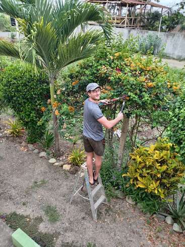 Ein Typ steht auf einer Leiter und schneidet bunte Büsche mit einer Gartenschere. Er hat ein graues Shirt, Shorts, eine Mütze und Sandalen an und ist von üppigem Grün umgeben.