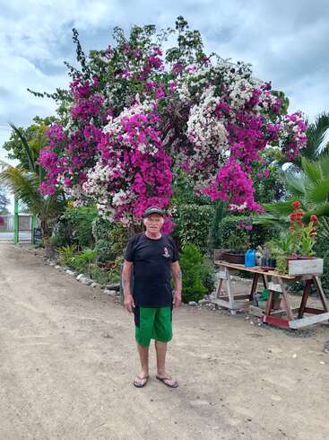 Ein älterer Mann steht auf einem Feldweg und lächelt vor einem großen, farbenfrohen Bougainvillea-Baum mit rosa und weißen Blüten, umgeben von üppigem Grün.