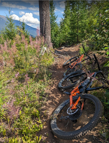 Drei Mountainbikes stehen auf einem unbefestigten Waldweg, umgeben von üppigem Grün, rosa Wildblumen und hohen Bäumen, mit Bergen und blauem Himmel im Hintergrund.