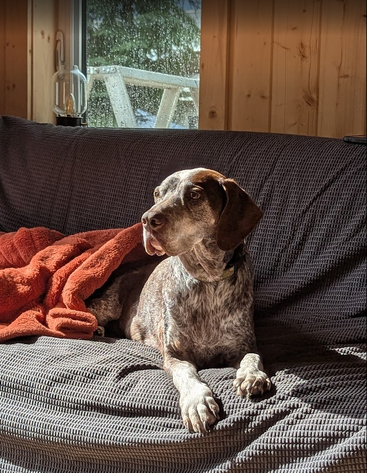 Ein braun-weißer Hund liegt auf einer dunklen Couch, die teilweise von einer roten Decke bedeckt ist. Sonnenlicht strömt durch ein Fenster und erhellt das gemütliche Holzzimmer.