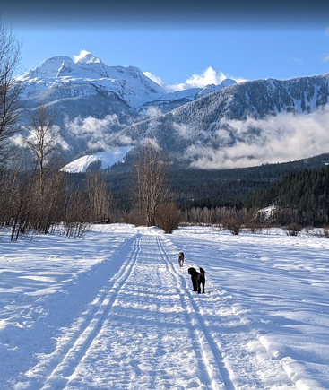 Eine verschneite Landschaft mit zwei Hunden auf einem Wanderweg. Kahle Bäume säumen den Weg, während sich im Hintergrund majestätische, schneebedeckte Berge unter einem blauen Himmel erheben.