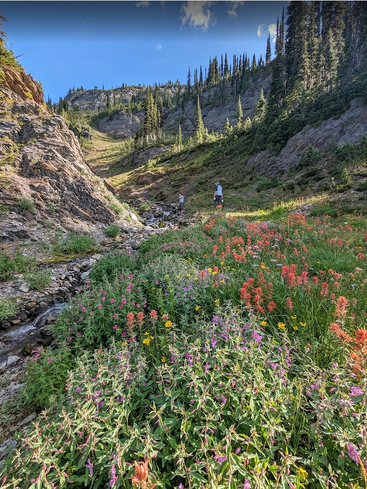 Eine lebendige Bergwiese voller Wildblumen säumt ein Bergtal. Zwei Wanderer folgen einem felsigen Bach unter blauem Himmel, umgeben von Kiefern und schroffen Hängen.