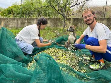 Two people and a dog gather olives outdoors, kneeling on green nets. They smile, enjoying the harvest on a cloudy day, surrounded by greenery and a stone wall.