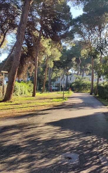 Un tranquilo sendero arbolado serpentea por una apacible zona residencial, con la luz del sol colándose entre los altos pinos y proyectando suaves sombras sobre el suelo.